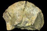 Fossil Dinosaur (Triceratops) Braincase Section - North Dakota #155366-1